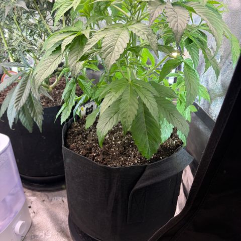 24 Carat  growlog timeline photo