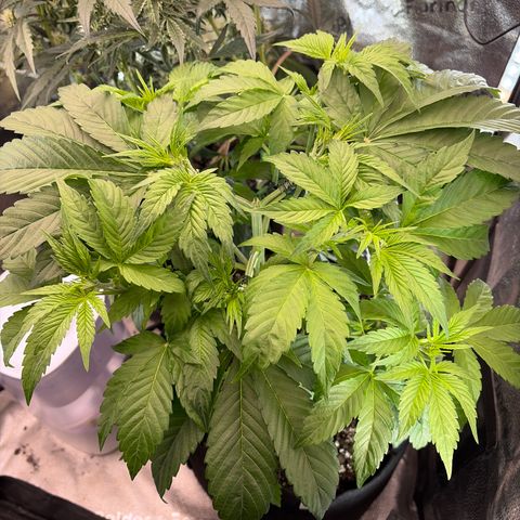 24 Carat  growlog timeline photo