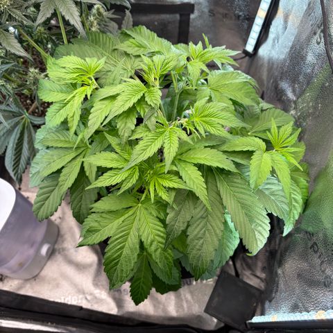 24 Carat  growlog timeline photo