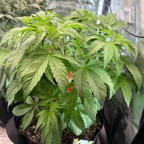 24 Carat  growlog timeline photo