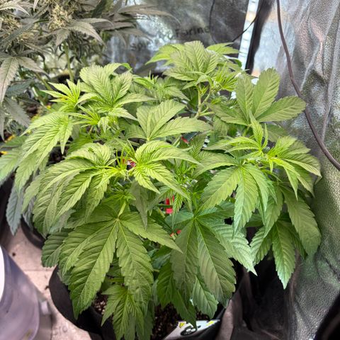 24 Carat  growlog timeline photo