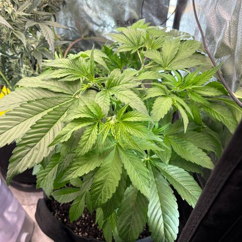 24 Carat  growlog timeline photo