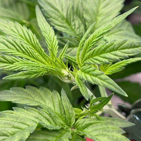 24 Carat  growlog timeline photo