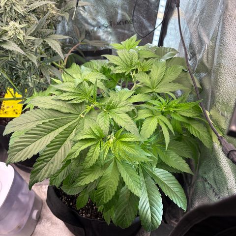 24 Carat  growlog timeline photo