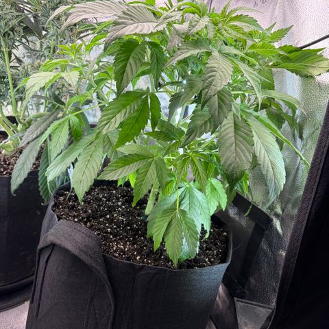 24 Carat  growlog timeline photo