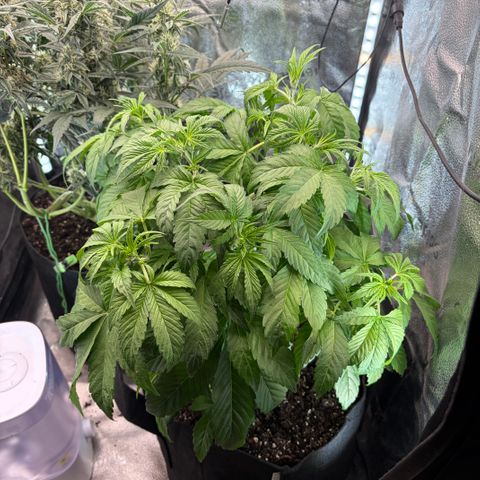 24 Carat  growlog timeline photo