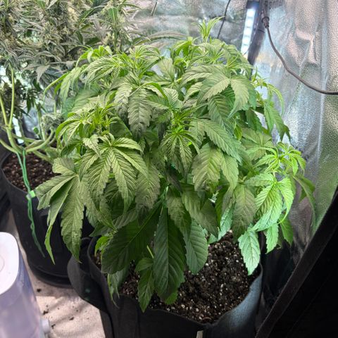 24 Carat  growlog timeline photo