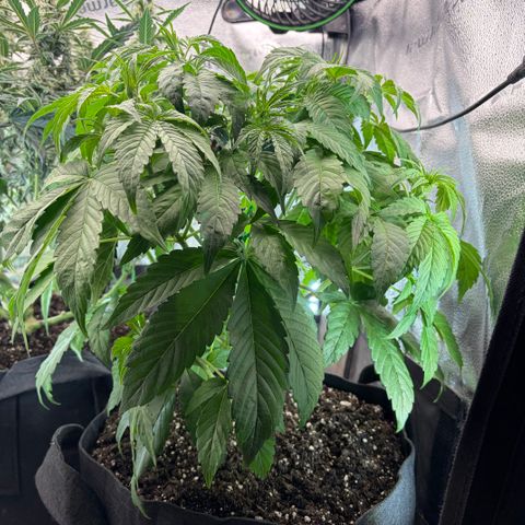 24 Carat  growlog timeline photo