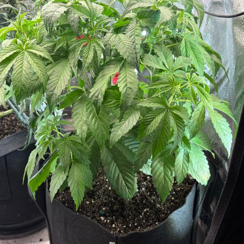 24 Carat  growlog timeline photo