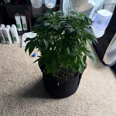 24 Carat  growlog timeline photo