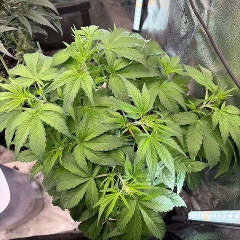 24 Carat  growlog timeline photo