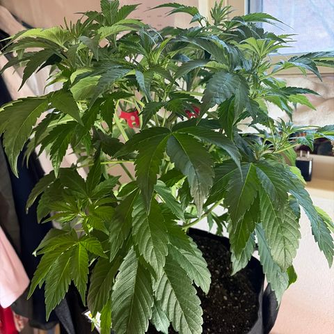 24 Carat  growlog timeline photo
