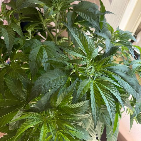 24 Carat  growlog timeline photo