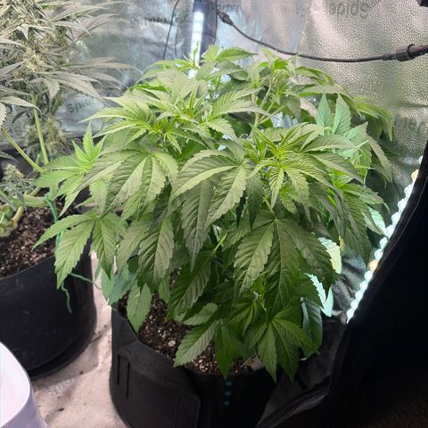 24 Carat  growlog timeline photo