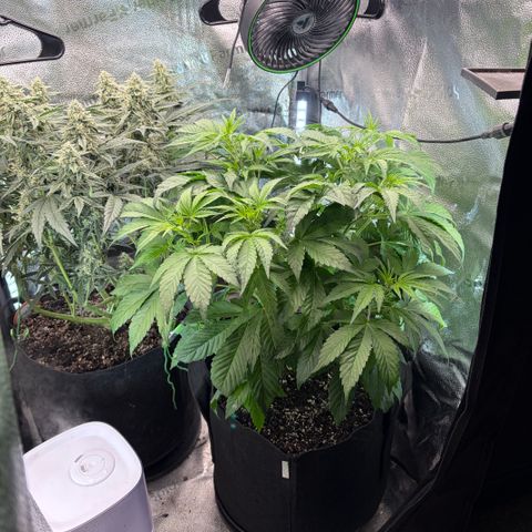 24 Carat  growlog timeline photo
