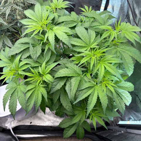 24 Carat  growlog timeline photo