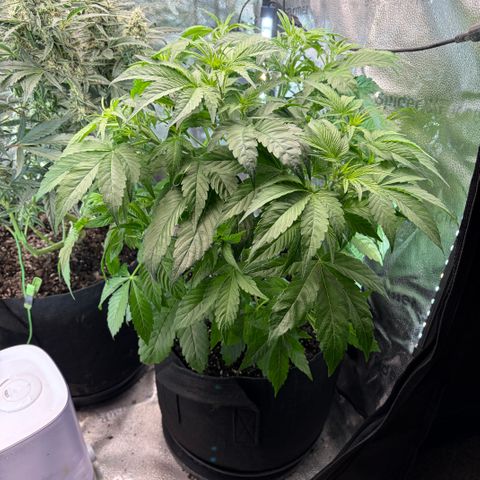 24 Carat  growlog timeline photo