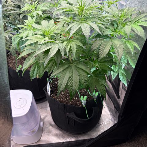 24 Carat  growlog timeline photo