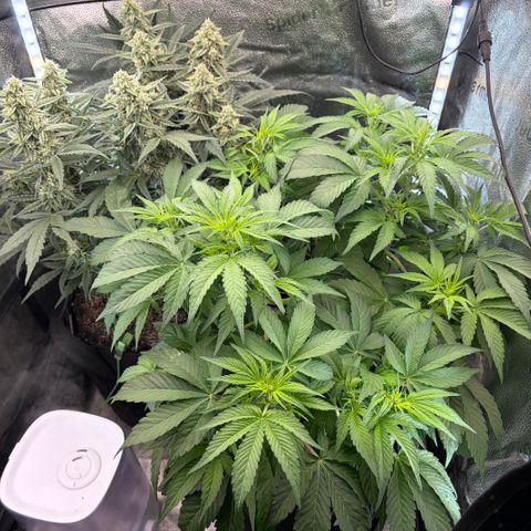24 Carat  growlog timeline photo