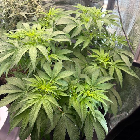 24 Carat  growlog timeline photo