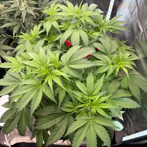 24 Carat  growlog timeline photo