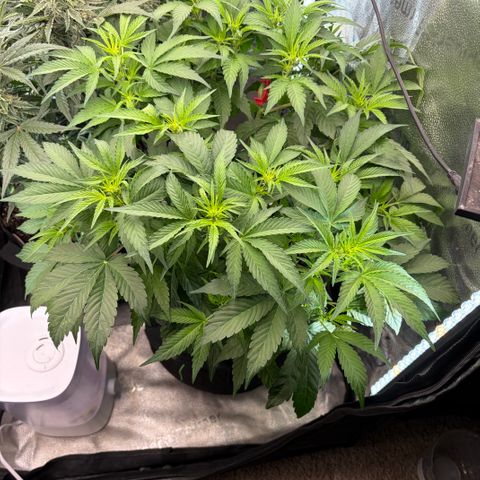 24 Carat  growlog timeline photo