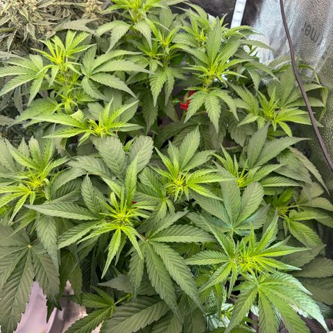 24 Carat  growlog timeline photo