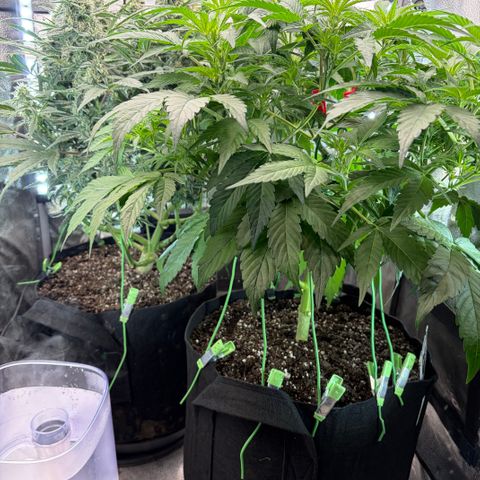 24 Carat  growlog timeline photo