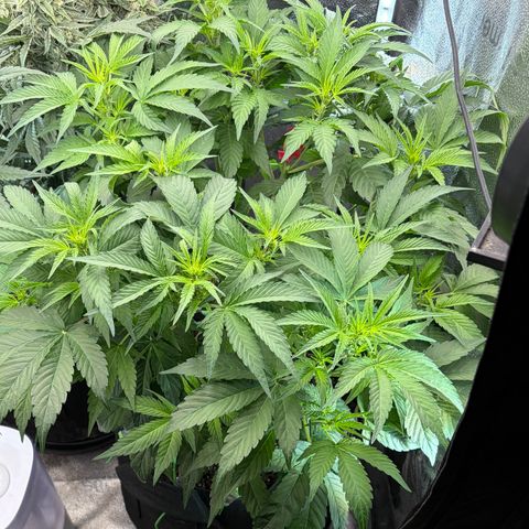 24 Carat  growlog timeline photo