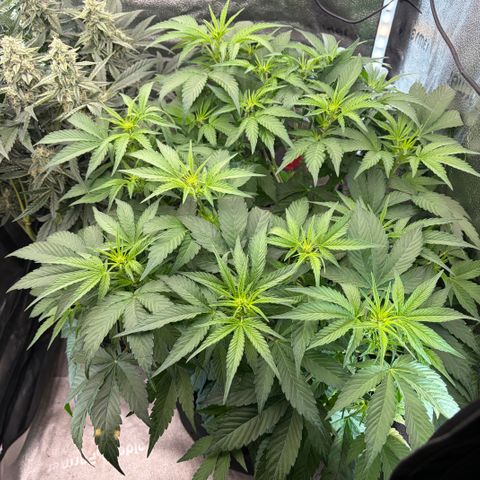 24 Carat  growlog timeline photo