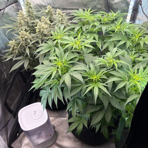 24 Carat  growlog timeline photo