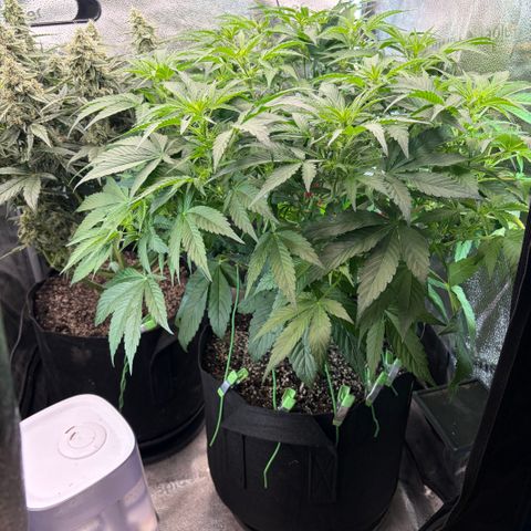 24 Carat  growlog timeline photo