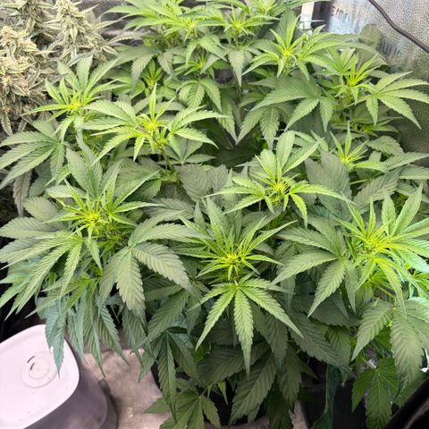 24 Carat  growlog timeline photo
