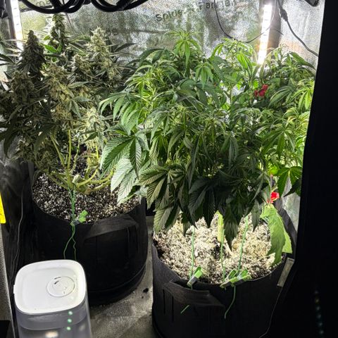 24 Carat  growlog timeline photo