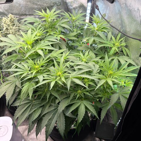24 Carat  growlog timeline photo