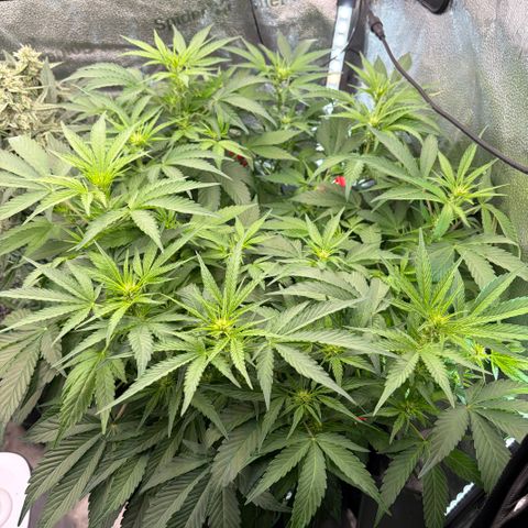 24 Carat  growlog timeline photo