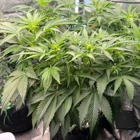 24 Carat  growlog timeline photo