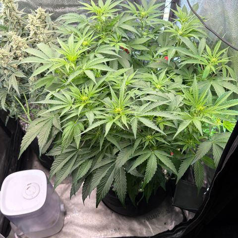 24 Carat  growlog timeline photo