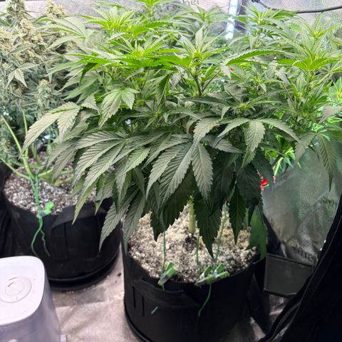 24 Carat  growlog timeline photo