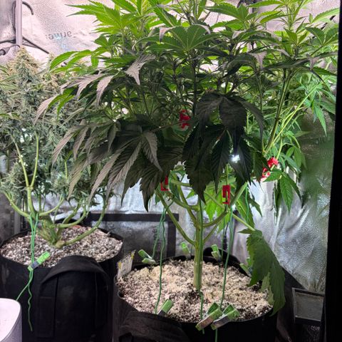 24 Carat  growlog timeline photo