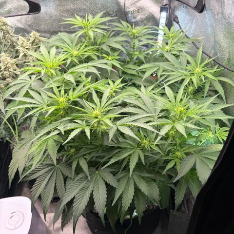 24 Carat  growlog timeline photo