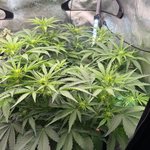 24 Carat  growlog timeline photo