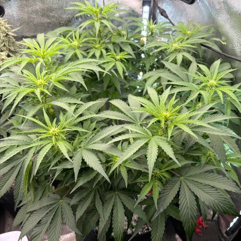 24 Carat  growlog timeline photo