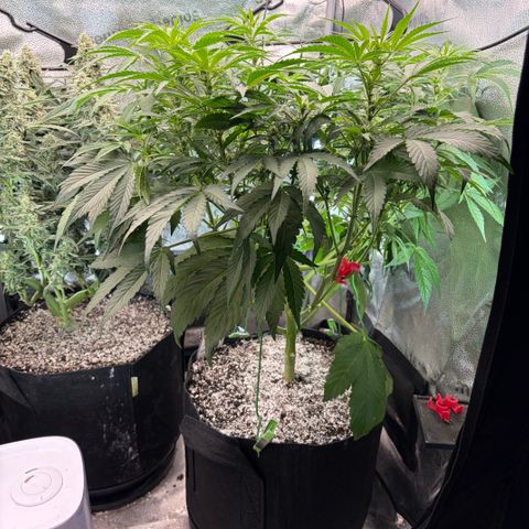 24 Carat  growlog timeline photo