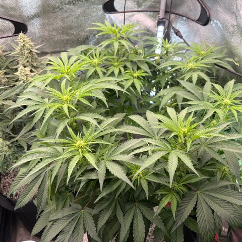 24 Carat  growlog timeline photo