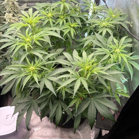 24 Carat  growlog timeline photo
