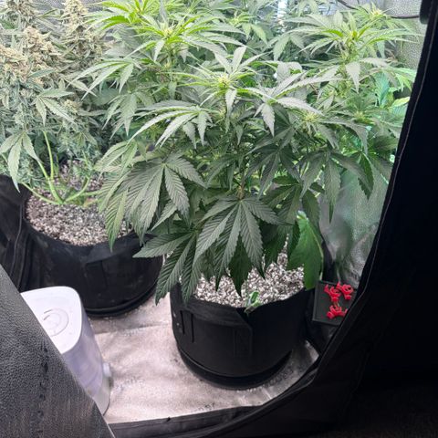 24 Carat  growlog timeline photo
