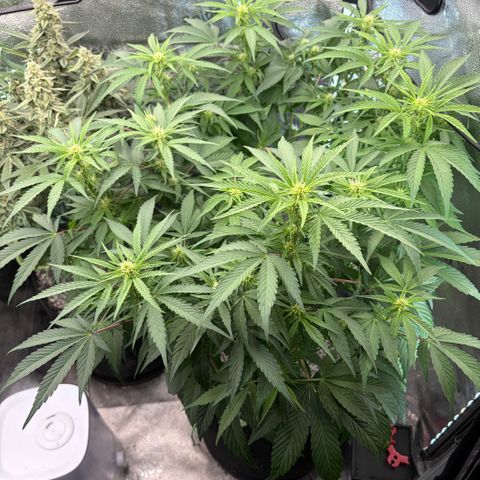 24 Carat  growlog timeline photo