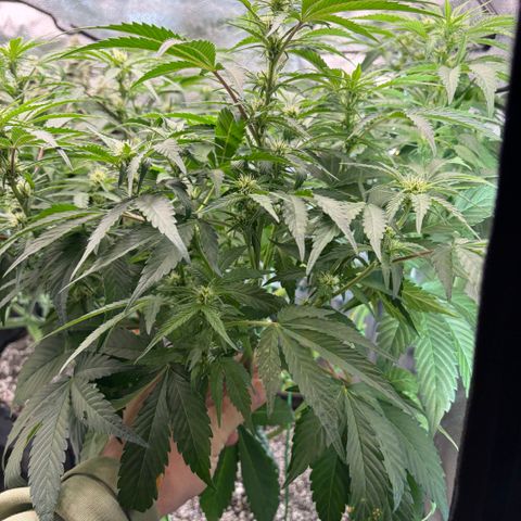 24 Carat  growlog timeline photo