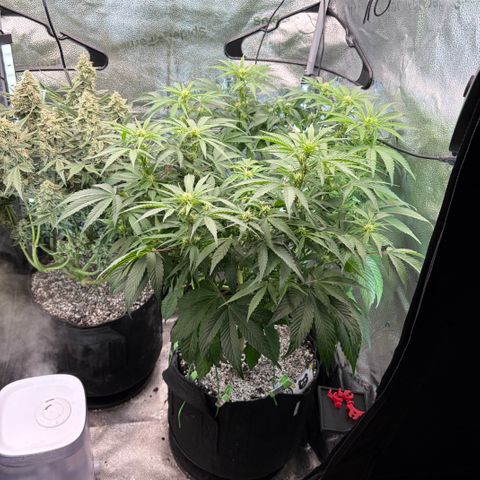 24 Carat  growlog timeline photo